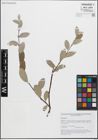 Foto von Salix glauca L.
